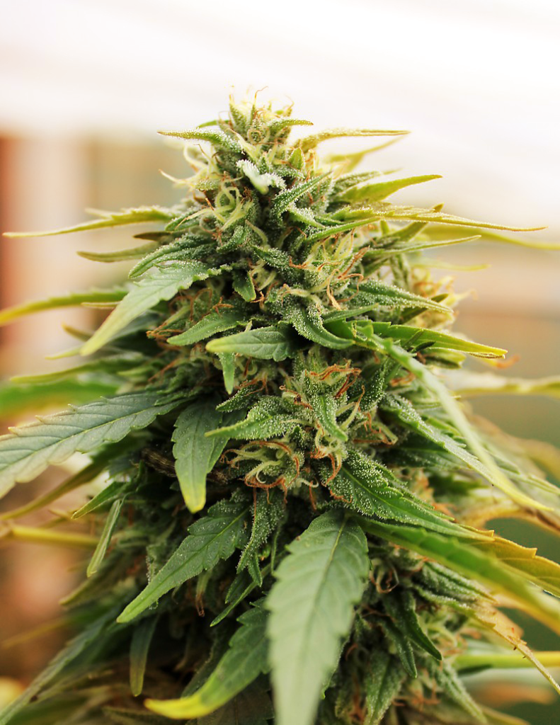 DeepForest feminized Super Auto autofem