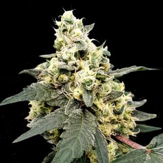 Californian Gold fem
