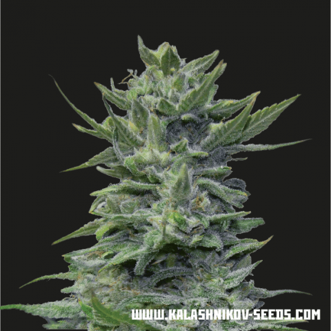 Lavanda Cream fem