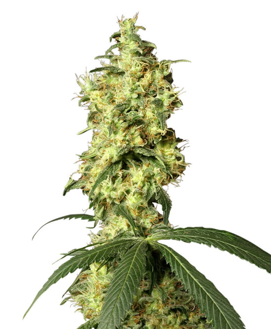 White Widow auto