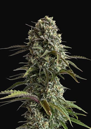 Original Auto Skunk autofem