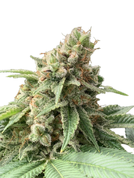 Fast Diesel genetics fem