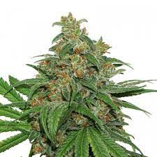 Blue Moby Auto autofem