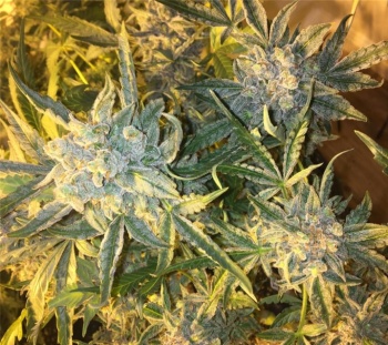 Girls Scout Cookies fem