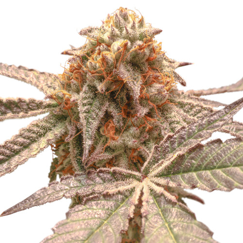 Purple OG Punch fem
