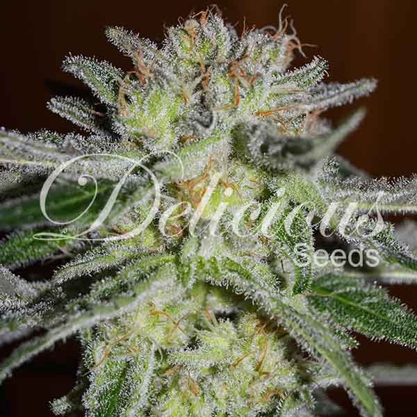 Northern Light Blue fem