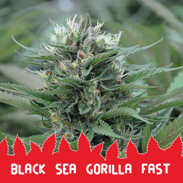 Black Sea Gorilla Fast fem