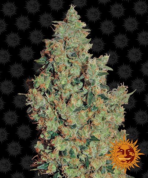 Tangerine Dream fem