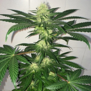 Critical Kush Auto (Critical Rapido Auto) autofem