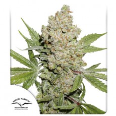 Auto Lemon Kix (Auto Lemon Zkittle) autofem