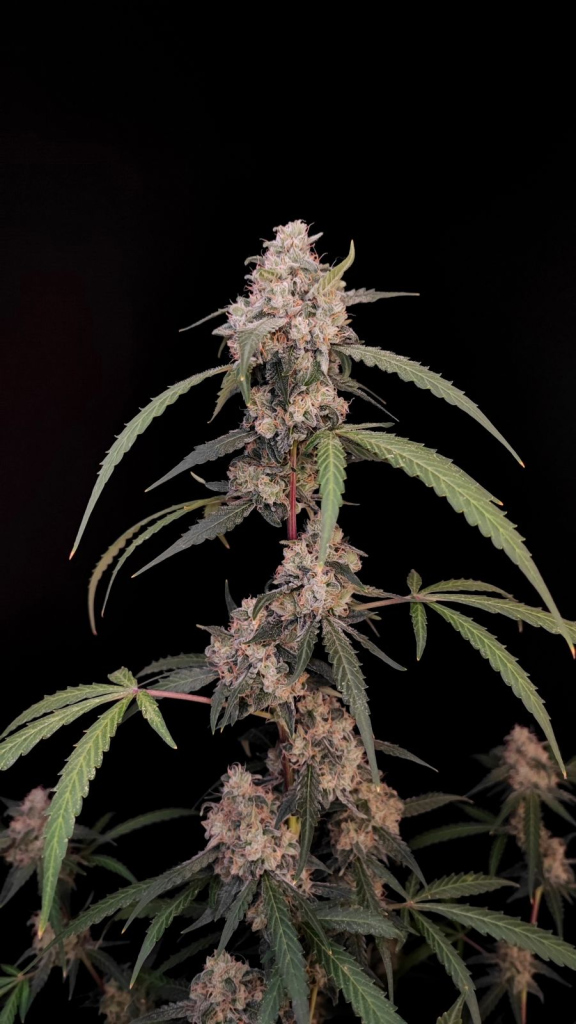 Original Auto AK autofem