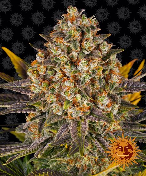 Banana Punch fem