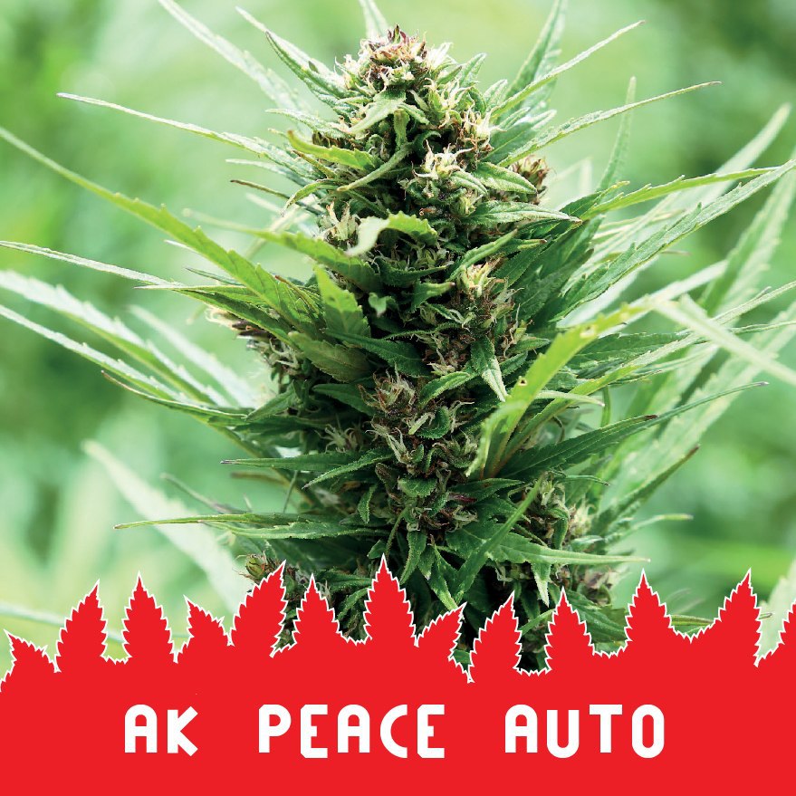 AK Peace auto