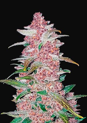 Blackberry autofem