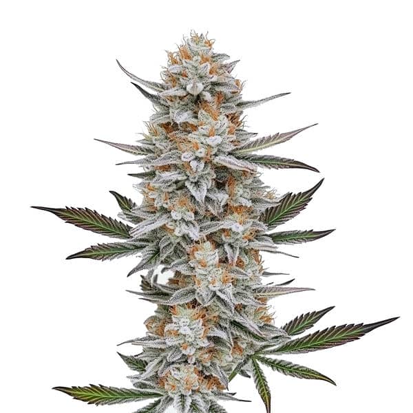 Chemdog #4 fem