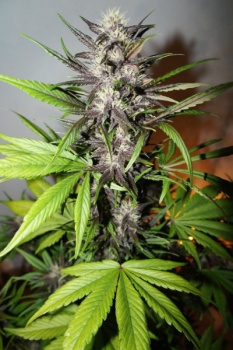 LSD-25 autofem