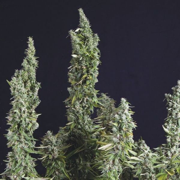 Nicole Og Kush fem