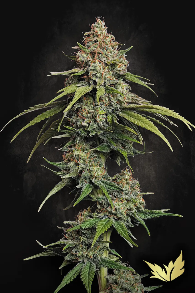 L.A. Amnesia fem