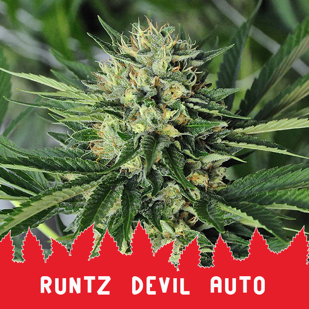 Runtz Devil Auto