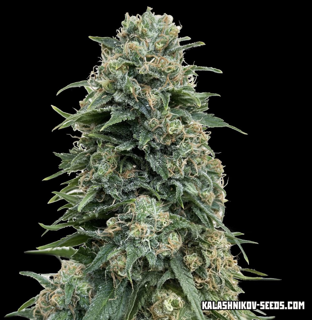 Партизан Express fem