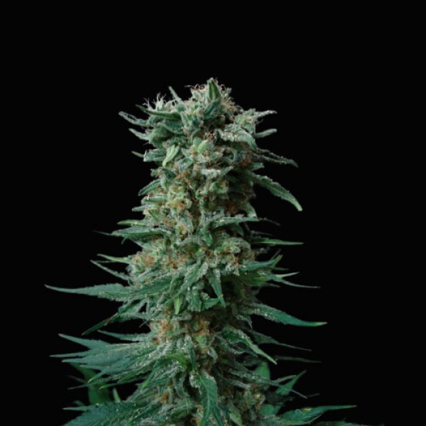 Amnesia Haze fem