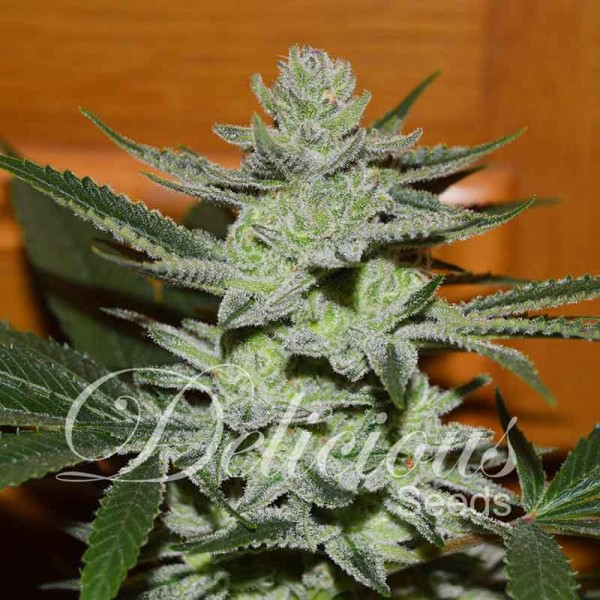 Unknown Kush fem
