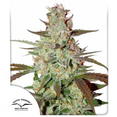 Blue Auto Mazar autofem