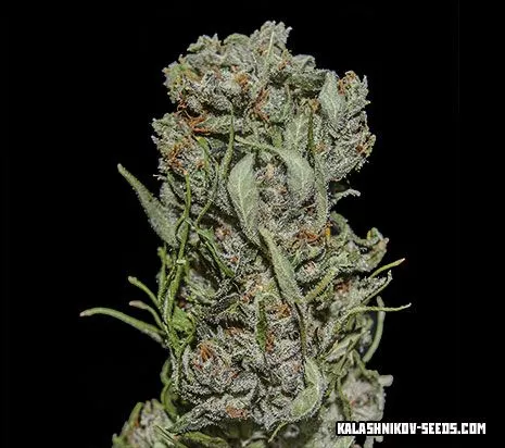 White Critical Express fem