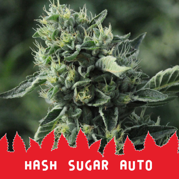 Hash Sugar Auto