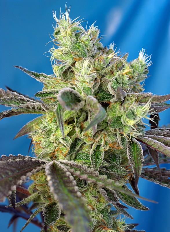Do-Sweet-Dos fem