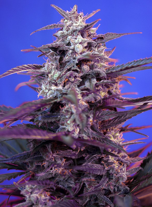 Bloody Skunk Auto autofem