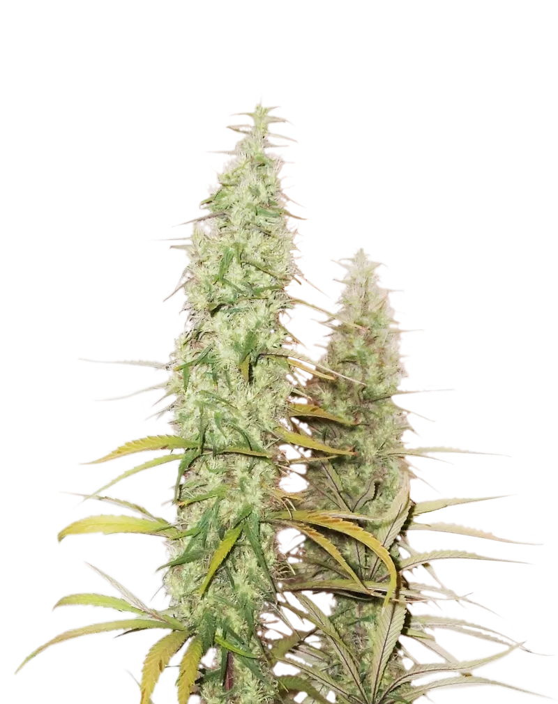 Santa Marta Haze Auto autofem