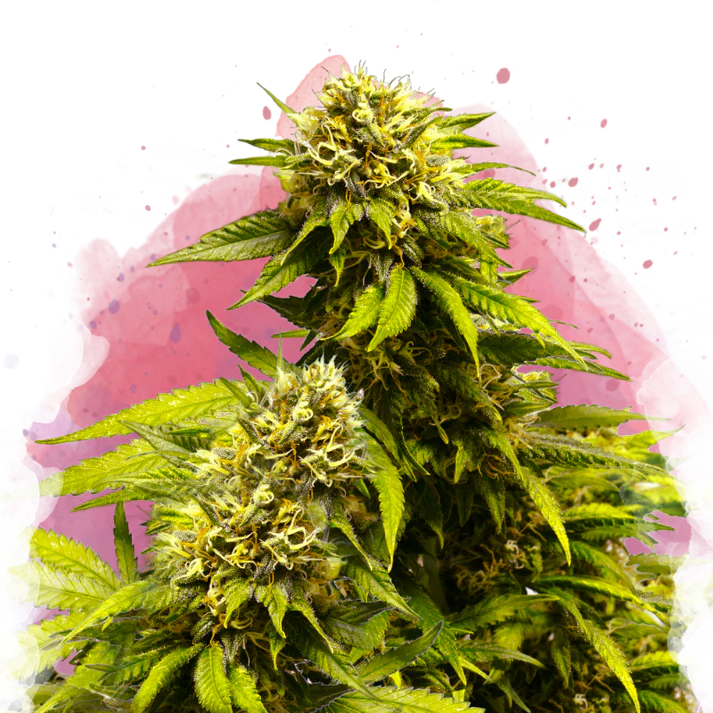 Super Skunk Automaticautofem