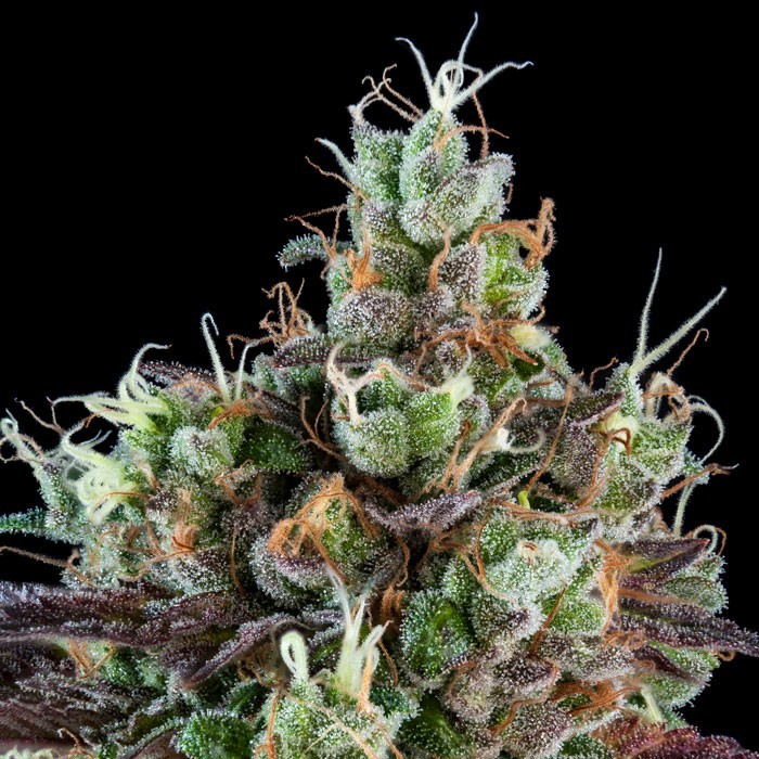 Sour Ripper fem
