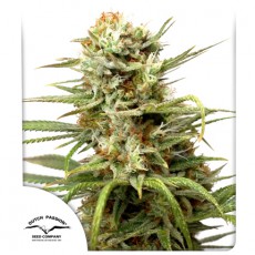 CBD Auto White Widow autofem