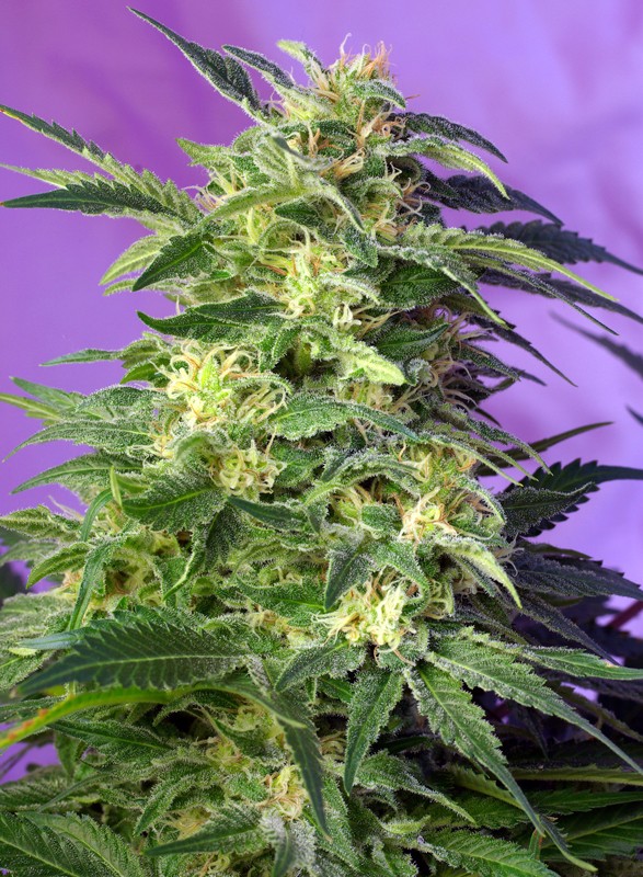 Killer Kush Auto autofem