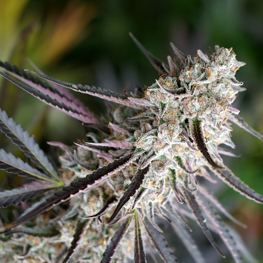 Peanut Butter Breath Fast Flowering (Feminised) Fast Fem