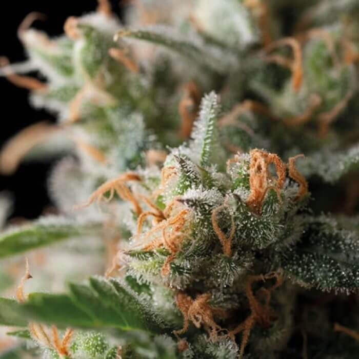 Jack Herer fem