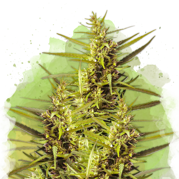 Blueberry Automatic autofem