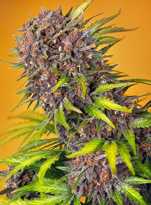 Diablo Rojo XL Auto autofem