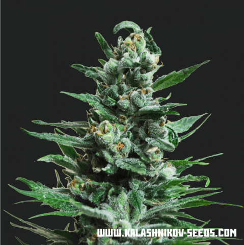 Blue Acid Autofem