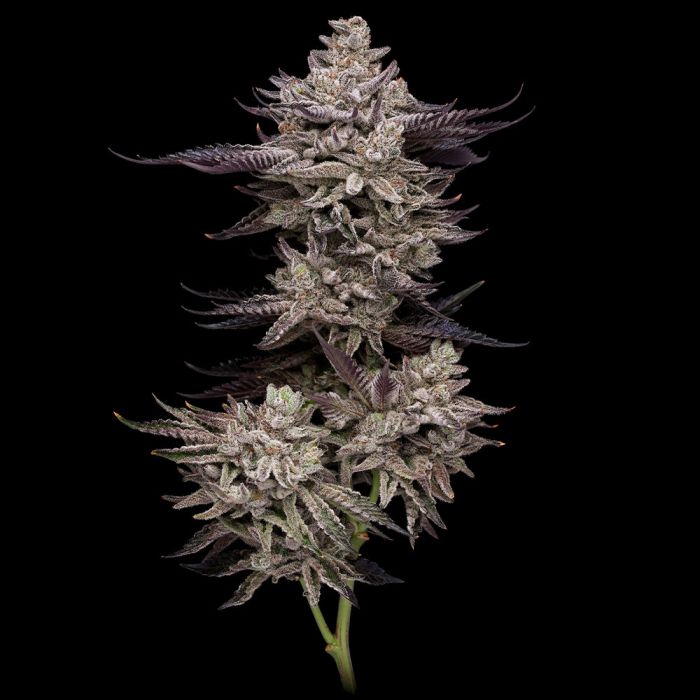 El Vale Haze fem