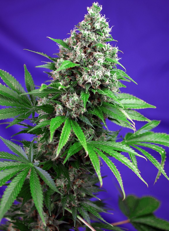 Killer Kush F1 Fast Version fem