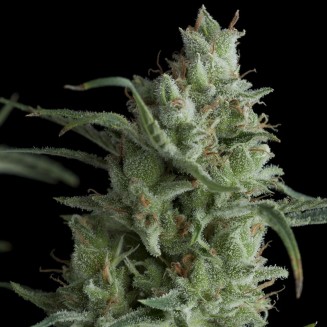 Kryptonite fem