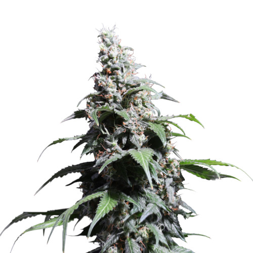 Pineapple Poison fem