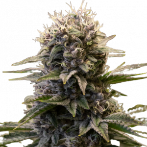 Black Ultimate genetics fem