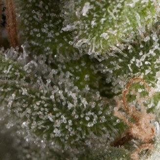 Auto Fresh Candy autofem