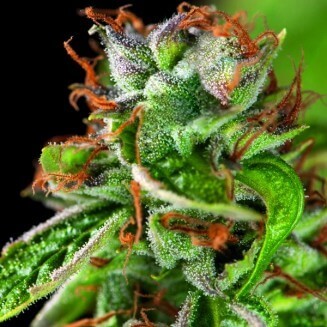 Double Og Haze fem