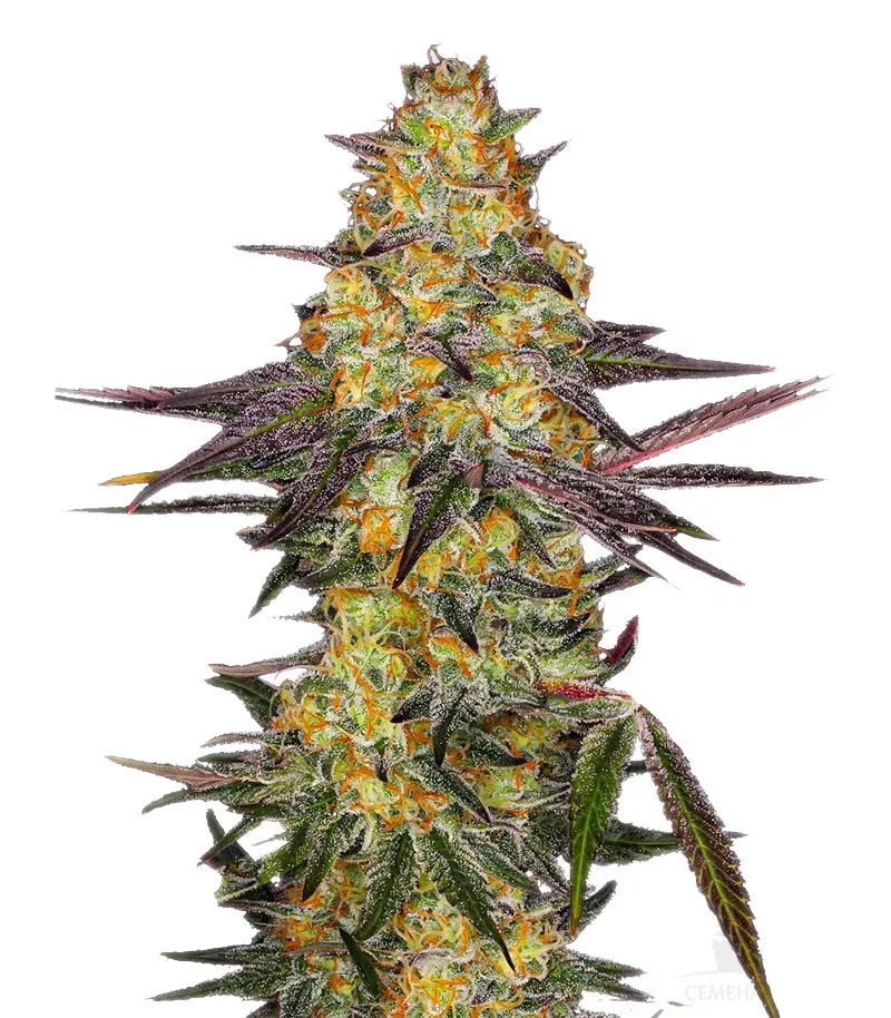 El Dorado OG fem