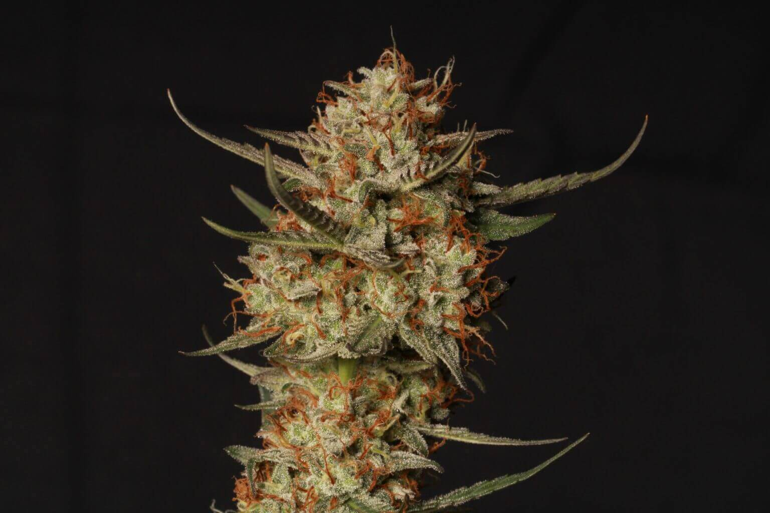 Thunder Banana Auto autofem